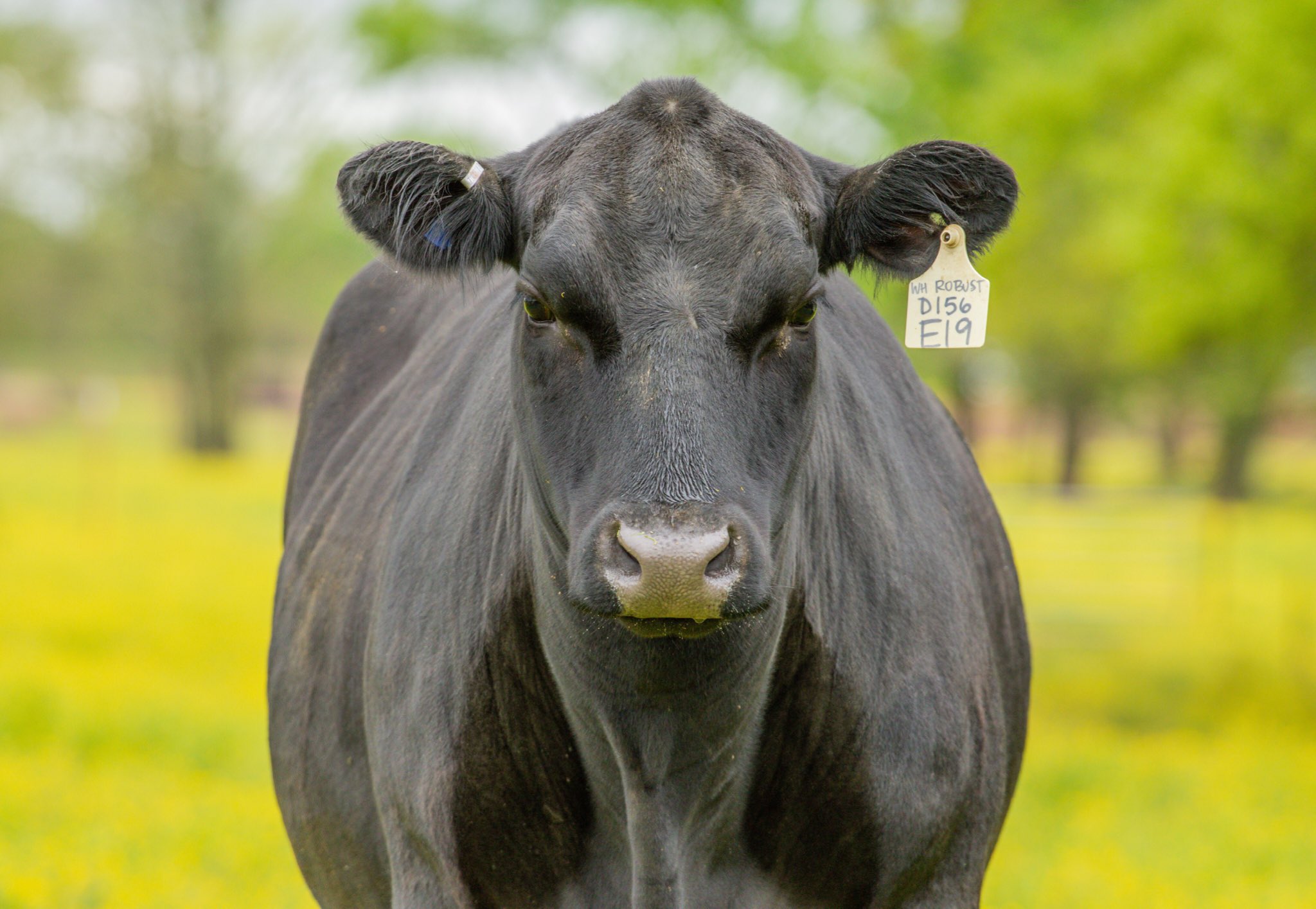 American Angus Assoc (@AngusAssoc) / Twitter