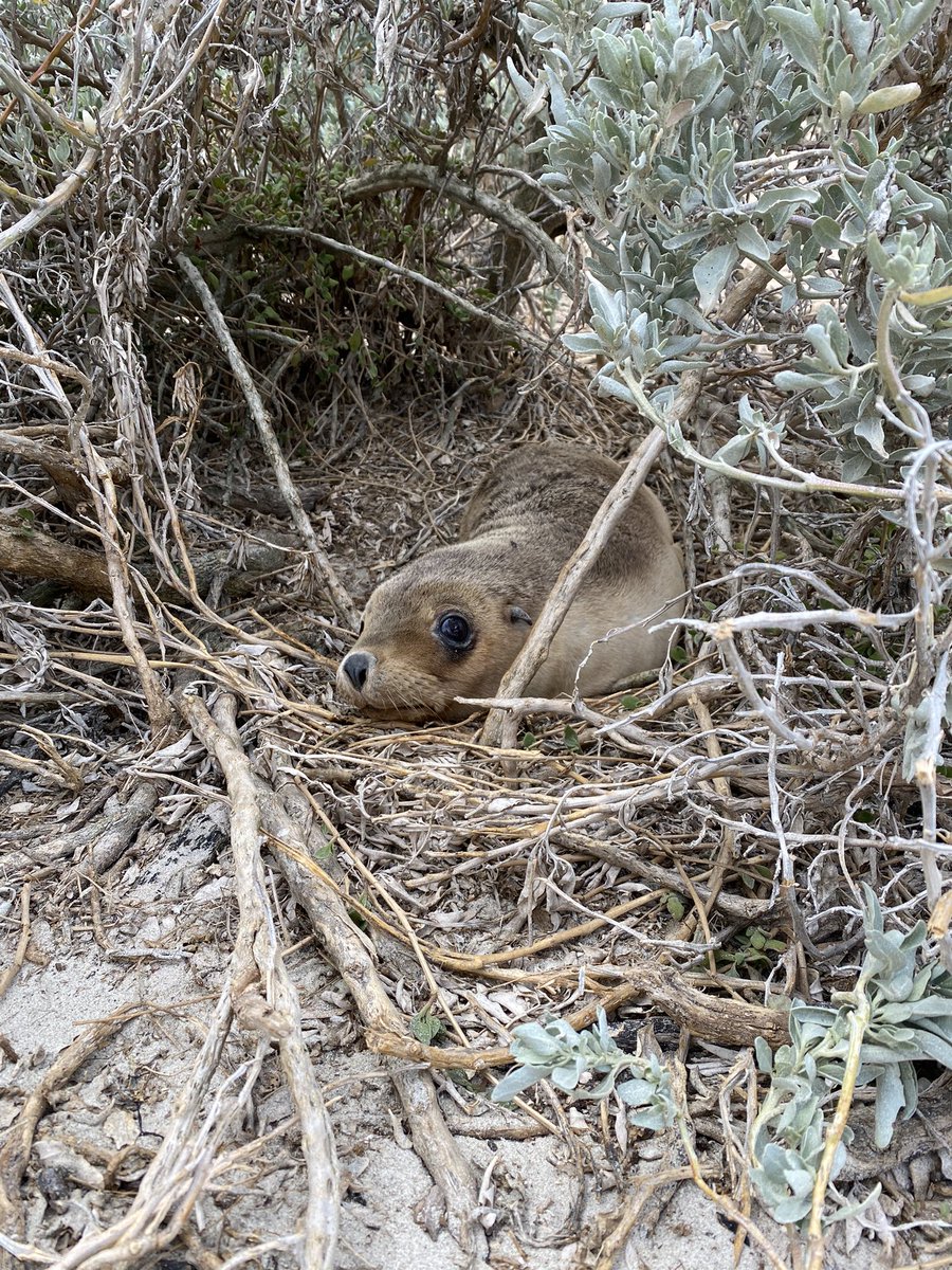 Incredible first day performing health checks on Australian sea lion pups 🦭🩺🌊