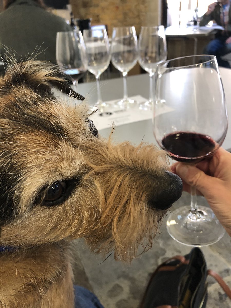 HelenWilmshurst's tweet photo. @WSETglobal level 2 with company Merlot (doggie) &amp; tasting Merlot ☺️@somersetwineco  #winelover https://t.co/WBfFeAfdru