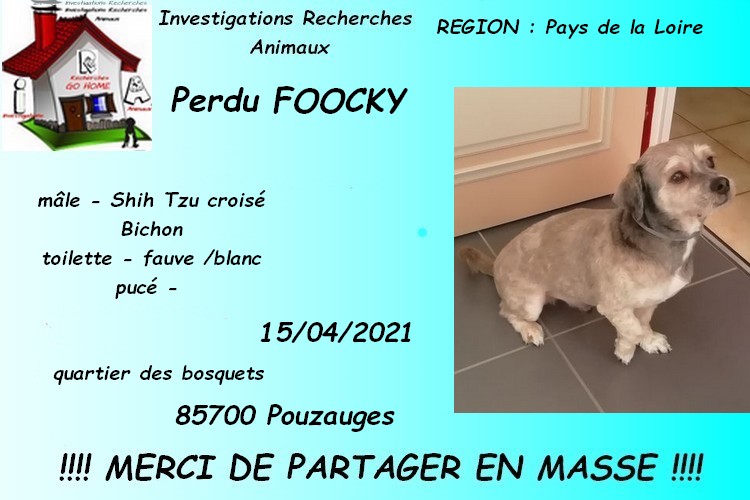 merci de RT pour nous aider a retrouver FOOCKY disparu a Pouzauges 85700 le 15/04/2021 svp