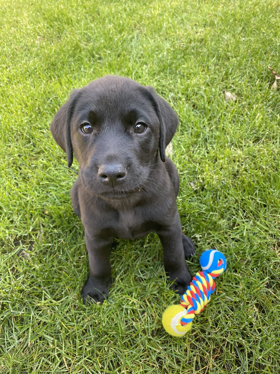 So today we welcomed home out newest family member! Welcome home Winston! #labradorretriever #puppy #newfamilymember