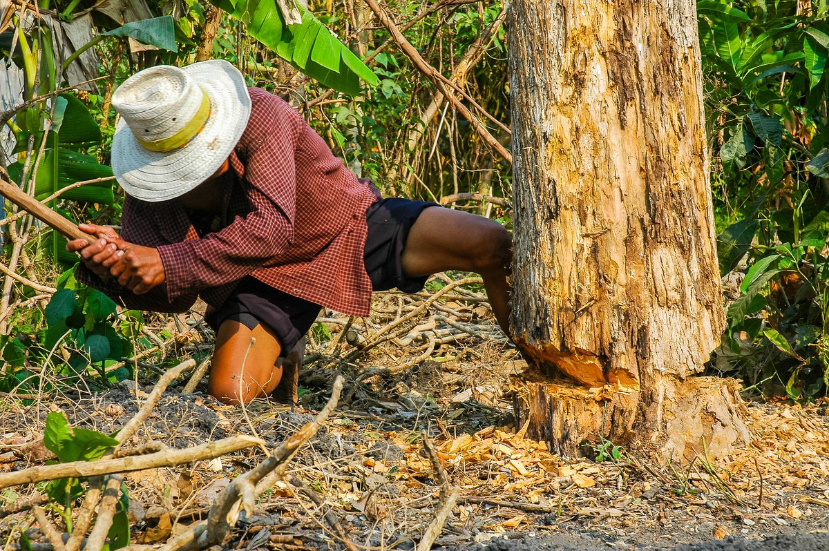 qikipedia's tweet photo. Chopping wood boosts testosterone levels more than playing football. https://t.co/isgCCucqv0