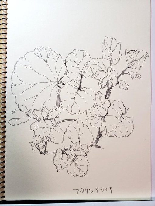 ã¹ã±ãããããŠããŸãã
11æäžããæ°ã«å
¥ããšãã4æâŠ
ä¹
ãã¶ãã«èªç±ã«çµµãæããŠãšãŠãçããããæ€ç©ã¯è¯ãâŠèгå¯ãè¯ãâŠã¹ã±ãããè¯ãâŠå¿ã®åºããæ¥œããã£ãã§ã