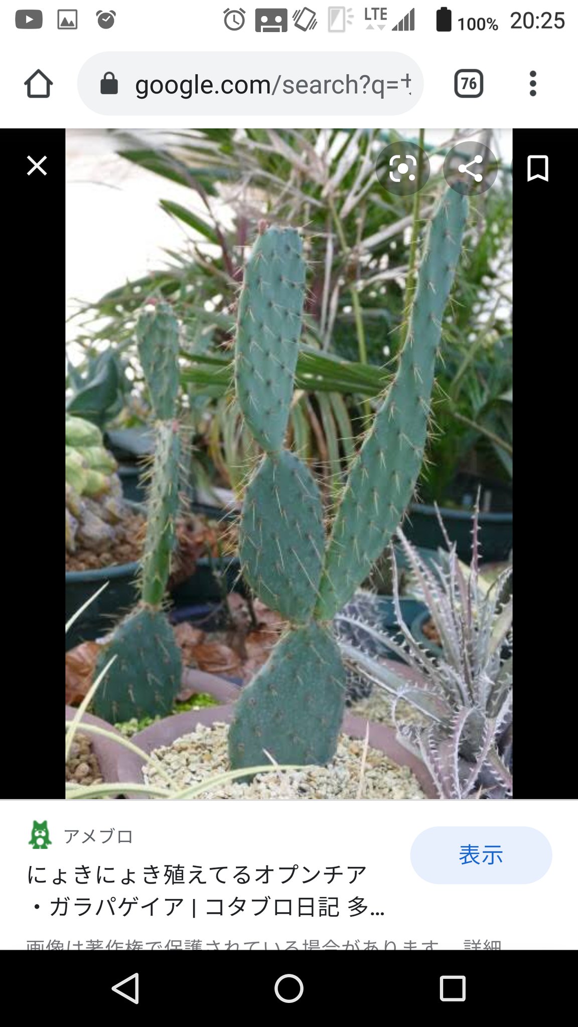 Nishigai 天気の子 で雲上の世界に生える植物 について 植物学の知識や用語に明るくないのですが 茎 がまるで節ごとに分かれるサボテンの茎 棘は葉 のような形態をしているが その体組成はミルという海藻に近いようなものに感じられるなあ いわゆる