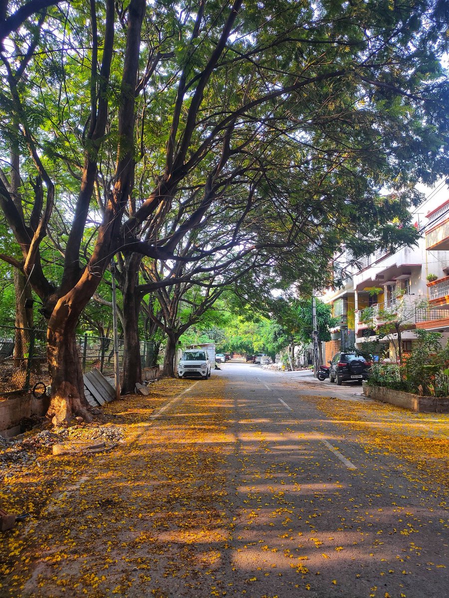 Copper Pods and Bangalore Roads
#treesofbangalore