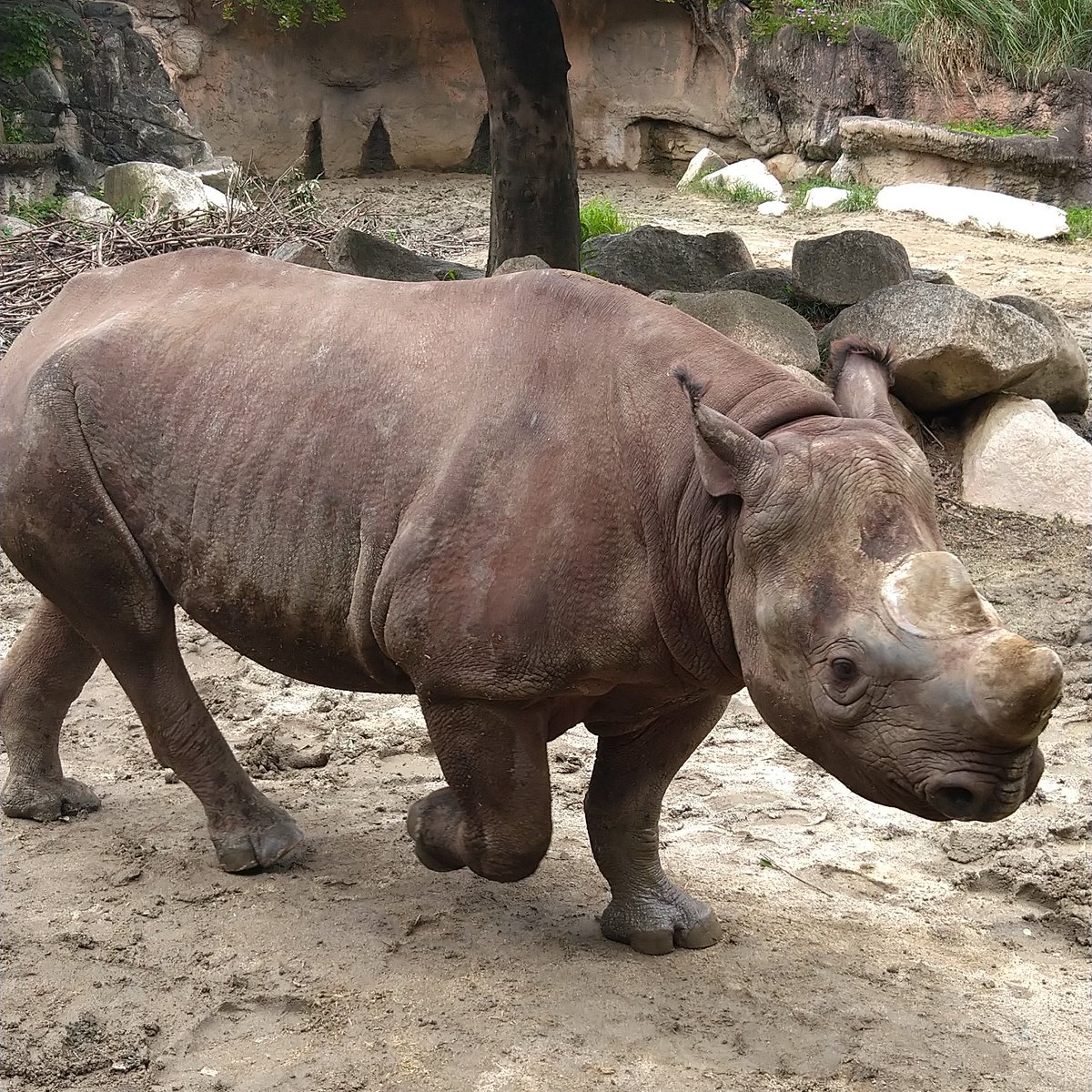 動物マニアのryu郎 サイたちに会えなくて寂しいから写真アップ みんな元気に過ごしてるかな クロサイ シロサイ インドサイ サイ好きと繋がりたい 動物園 動物マニアのryu郎 サイたちに会えなくて寂しいから写真アップ みんな元気に過ごしてるかな クロサイ シロサイ インドサイ サイ好きと繋がりたい 動物園