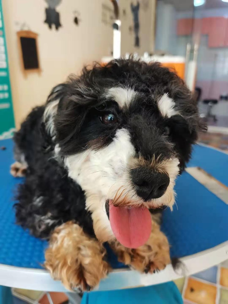 Jessica Toonkel (@jtoonkel) on Twitter photo <a href="/harbinshs/">slaughterhouse_survivors</a> is desperately seeking flight volunteers to bring some of the 400 pups they have rescued to loving families. Need folks flying from China to JFK, SFO, LAX, AMS, CDG. Pic of our own Barry who we are patiently waiting for <a href="/harbinshs/">slaughterhouse_survivors</a> is desperately seeking flight volunteers to bring some of the 400 pups they have rescued to loving families. Need folks flying from China to JFK, SFO, LAX, AMS, CDG. Pic of our own Barry who we are patiently waiting for