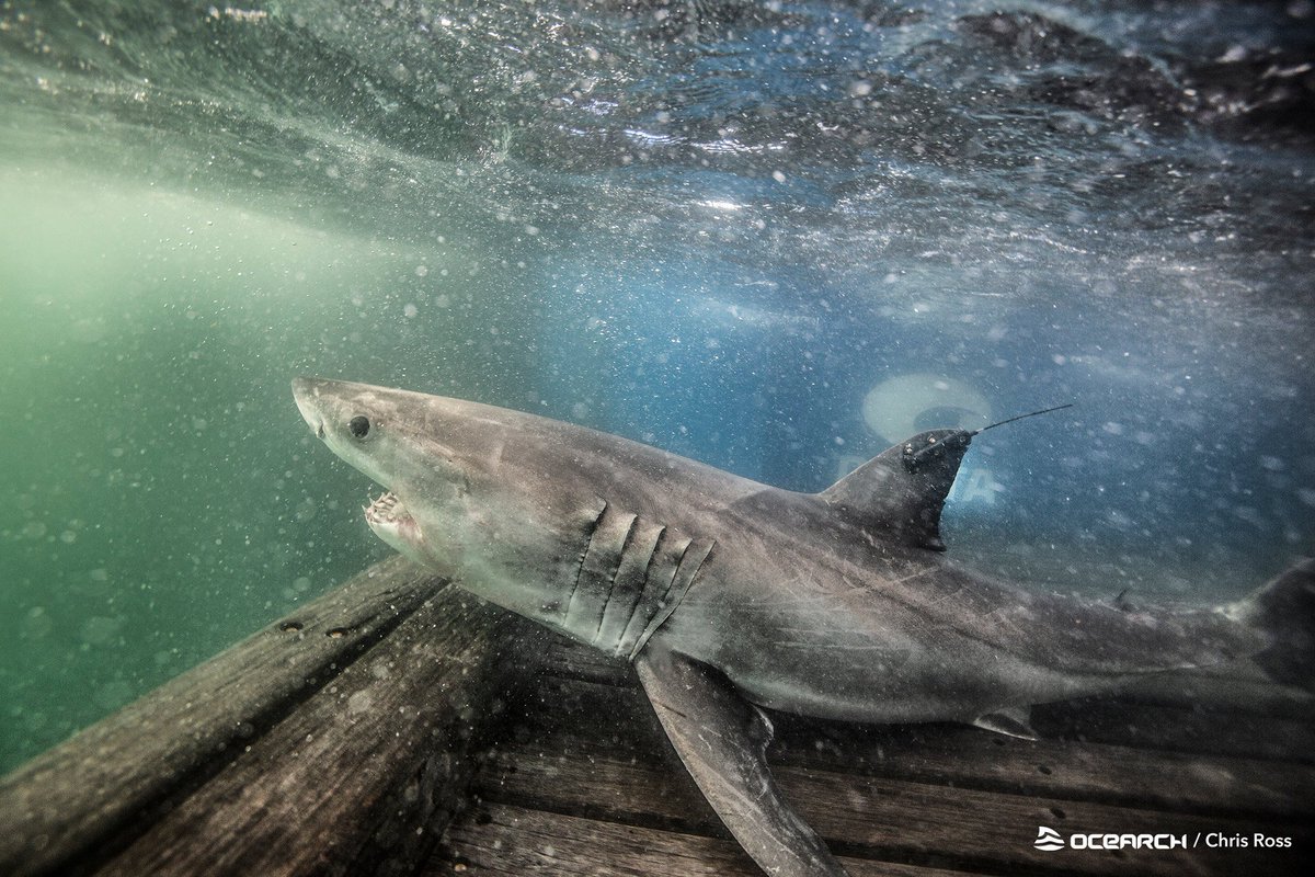 SharkMontauk's tweet photo. White sharks are OVOVIVIPAROUS - meaning that a shark grows in an egg, which is then hatched inside the female. They are born 2-10 at a time, possibly 14 and measure 135-151 cm or 4.4-5.0 ft! We are called pups when we are babies... cuties!!! 😍🦈🗺️ #SharkSchool https://t.co/Cu1tLyDc95