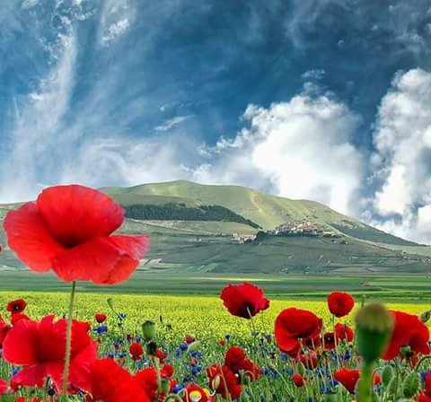 Through the red anemones she was observing splendor of course of clouds in sky 🌺☁️
Then she put my hand on her warm cheek and began to whisper in praise of the great Creator.