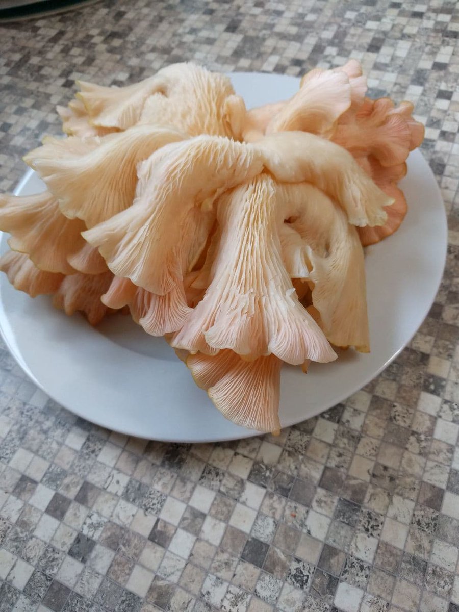 11 Tage nach Aktivierung der #Rosenseitling-Kultur wurden 350 g geerntet und zu #Chili con Rosenseitling und paniertem Rosenseitling- #Schnitzel mit Preiselbeeren verarbeitet. #Fleisch ist irgendwie obsolet. #Pilze #SoLaWi #Selbstversorger #Autarkie #Edelpilze #mushrooms #kochen https://t.co/mdYVS4SrHE
