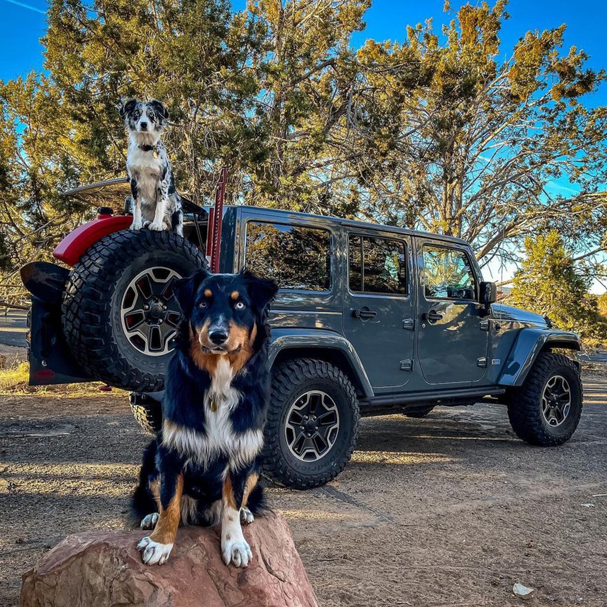 JeepTurkiye's tweet photo. Üç kafadar! 🐾🐾
📸 @remi_explorer
#Jeep #JeepWrangler #JeepPet
#PatiliJeepler https://t.co/IWw5z45W0v