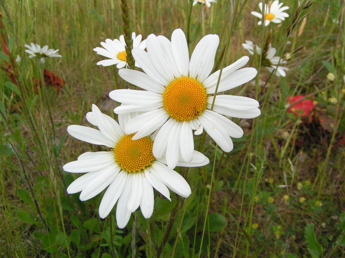 The #EveryFlowerCounts survey found that lawns cut every 4 wks had the highest nectar production, whilst grass left longer had a wider range of flowers. Simply leaving your lawn for a month can provide nectar for 10x more pollinators. #NoMowMay #ActionForInsects 📷Richard Burkmar