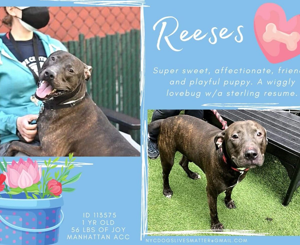 ginachron's tweet photo. 🆘️LISTED TO DIE TUE 20 APR🆘️#NYCACC 
❌REESES 1yr #113575❌Affectionate wiggly poppet, loves toys, cuddles. Needs to leave asap. Some commands. Seeks loving dog savvy foster/13+home (NO dogs) in NEast via NHP rescue, for Good Boy lessons. INFO/LINKS⬇️Pls #PLEDGE FOR RESCUE🙏🏼 https://t.co/OMbACvasbc