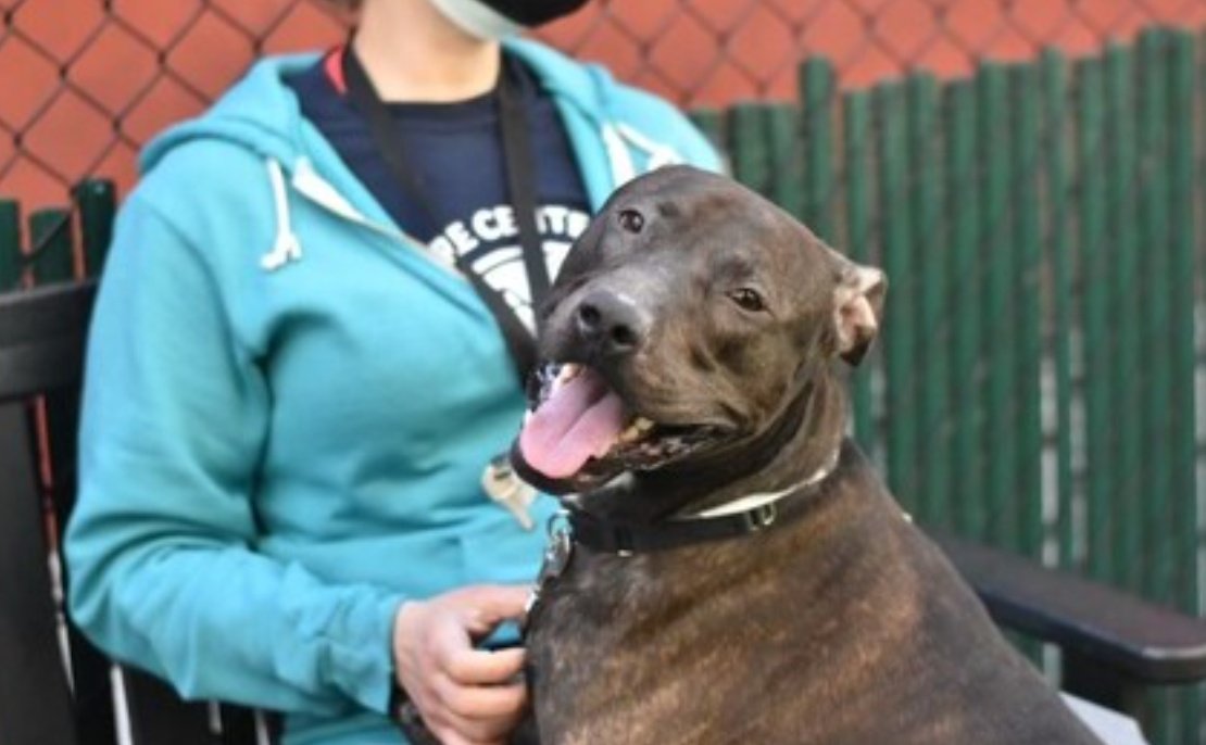 🆘️LISTED TO DIE TUE 20 APR🆘️#NYCACC 
❌REESES 1yr #113575❌Affectionate wiggly poppet, loves toys, cuddles. Needs to leave asap. Some commands. Seeks loving dog savvy foster/13+home (NO dogs) in NEast via NHP rescue, for Good Boy lessons. INFO/LINKS⬇️Pls #PLEDGE FOR RESCUE🙏🏼