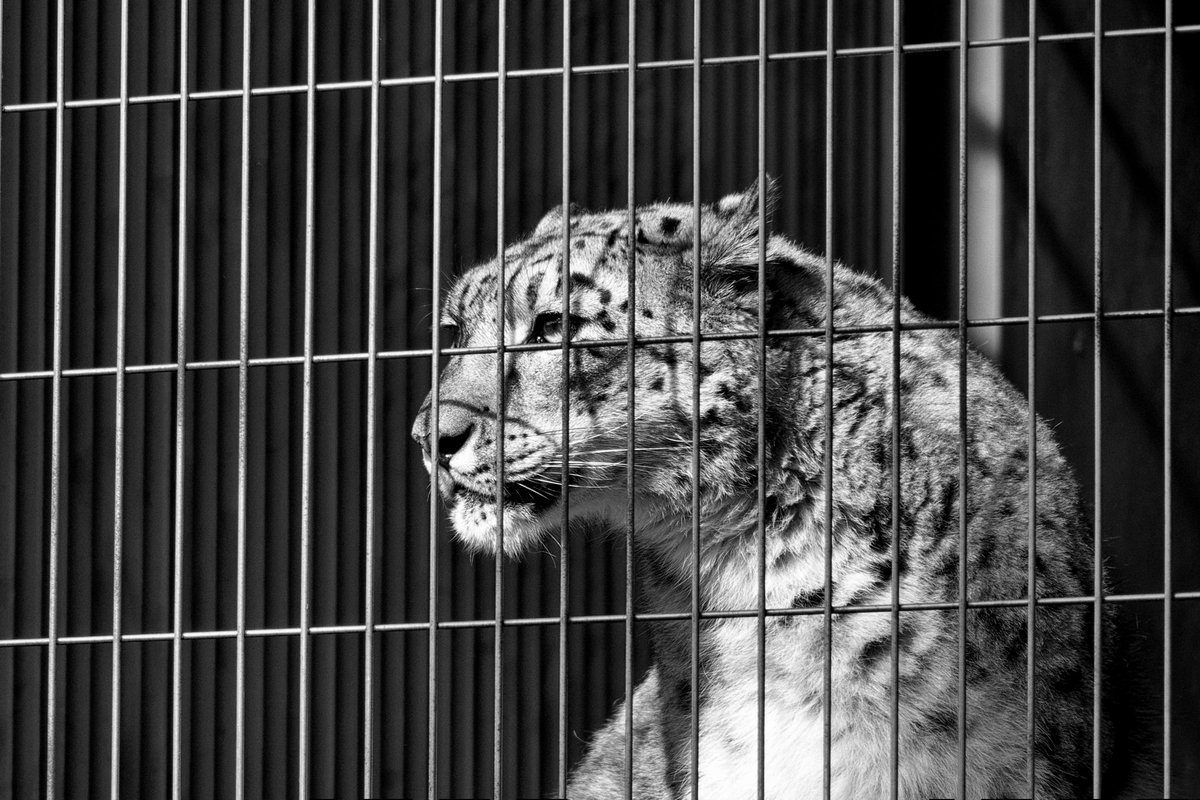 tyasue's tweet photo. いつかのユキヒョウ
2019.10.23
#東山動植物園
#silverefexpro2
#olympusstylus1s https://t.co/ojqp7ZH3Gi