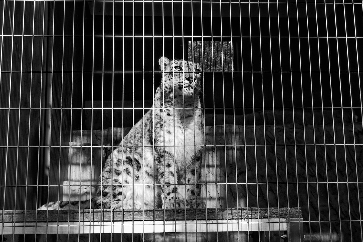 tyasue's tweet photo. いつかのユキヒョウ
2019.10.23
#東山動植物園
#silverefexpro2
#olympusstylus1s https://t.co/ojqp7ZH3Gi