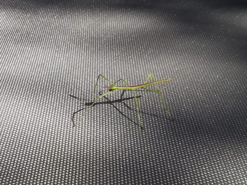 danryan_nature's tweet photo. Today’s garden visitor.
I’ve never quite come to terms with the fact there are stick insects living wild in Britain. https://t.co/VDv2YKAQ8M