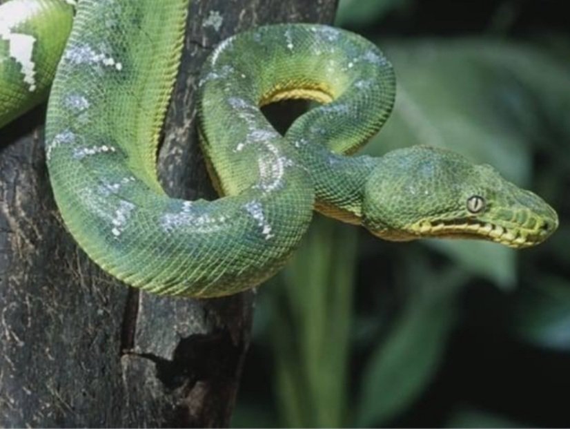 けものフレンズ3 に新登場した 🐍アマゾンツリーボア ちゃんと