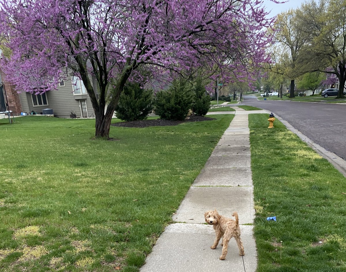 Ruby_RedPanda's tweet image. Good morning ☀️