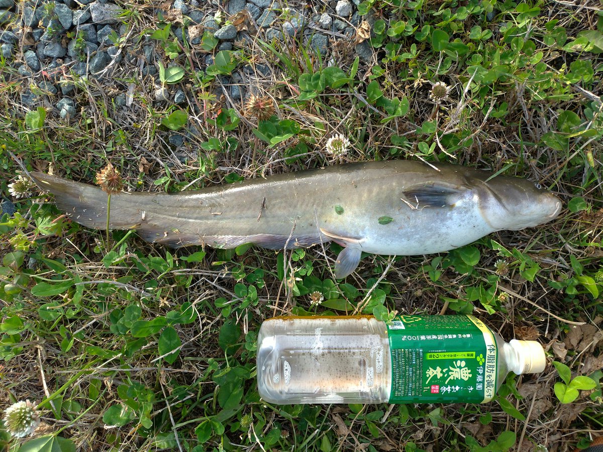 ネコダシ 福岡県大川市 今日は新規開拓クリーク釣行 いつも新しい場所だけど 際に見えるはドデカい野鯉 だけど釣れたのは鯰と 雷魚 雨上がりで水質は濁り弱目 通すレンジは水深1 5ｍ バスって最も深い所に居るのかな それともバスが入って無い 何故釣れ