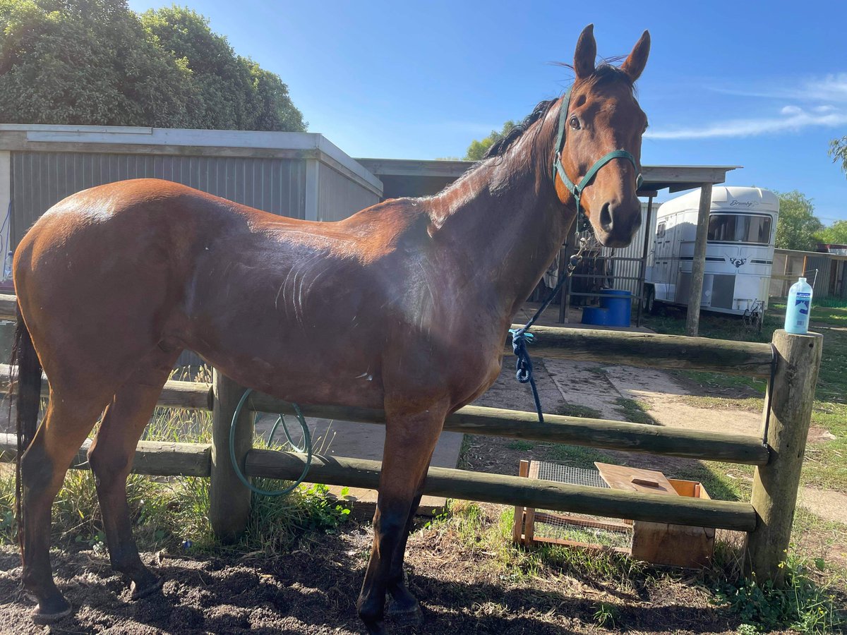 anita_stanaway's tweet photo. 3 of our ex racehorses are all competing tomorrow. We are so proud of them #craftycruiser #hardway #knucklemanna #kiwistables @Crafty_Cruiser @RV_OffTheTrack https://t.co/sIUrjDxlzW