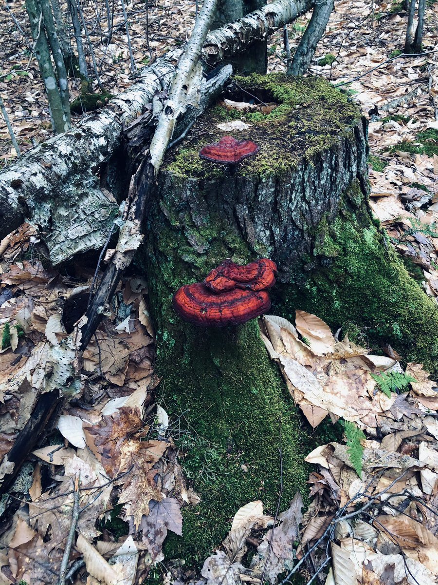 L_Of_theValley's tweet photo. #Hike #ADK https://t.co/DihRdJPe3x