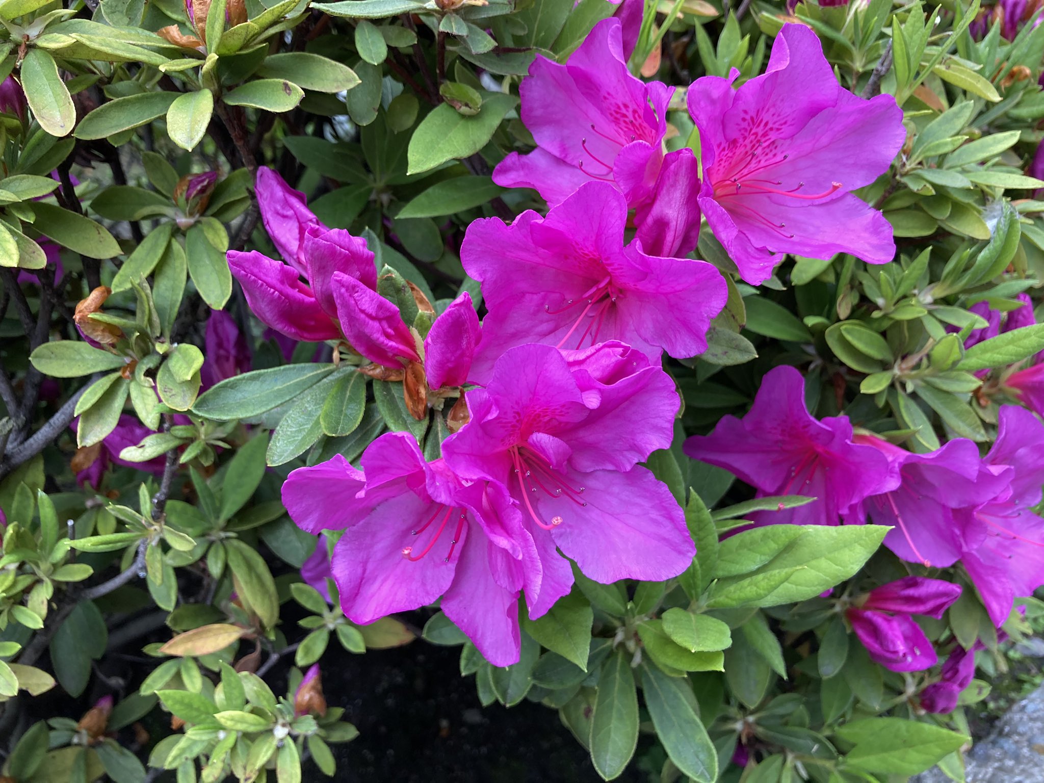 飴屋理助 ツツジの花びらに1枚だけある模様は 蜜標 みつひょう と言って 昆虫に ここから入ると蜜がたくさん出るよ と教えるサインになっています ツツジを見るときは 昆虫がここから入っていく様子を是非観察してみてください ツツジ 花