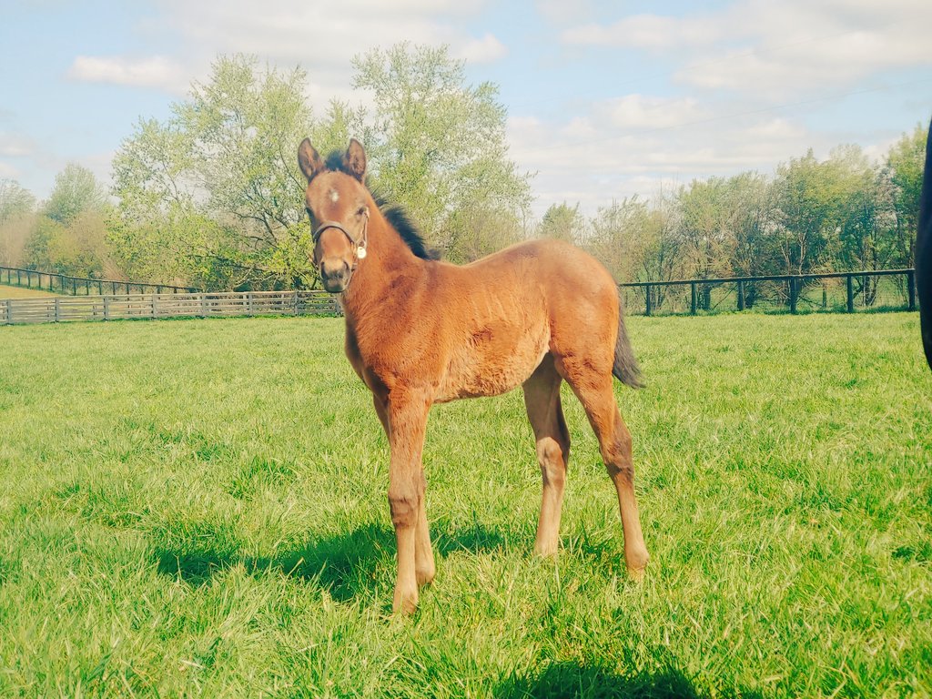 Endeavor Farm KY on Twitter "Only a little over a month old but this