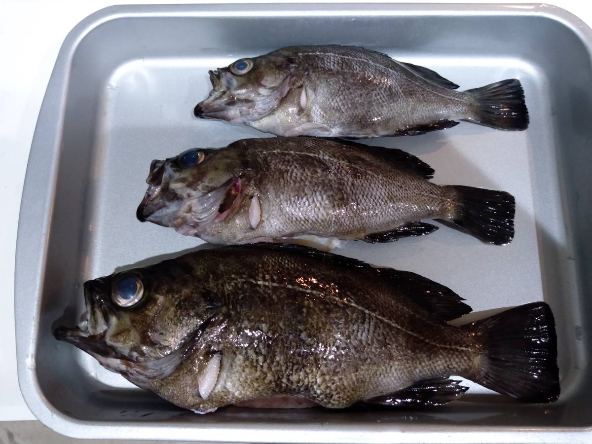 ひげおやじ メバリング 大きいのは刺し身 残り2匹は塩焼きで頂きます メバルの刺し身に子供達が大喜び 笑 ひげおやじ メバリング 大きいのは刺し身 残り2匹は塩焼きで頂きます メバルの刺し身に子供達が大喜び 笑