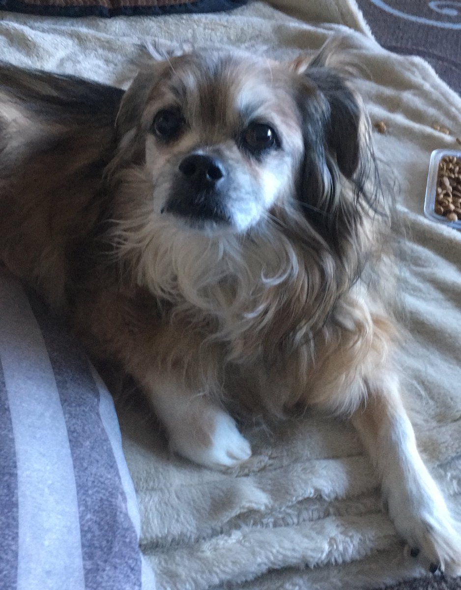 MomofOdieDexter's tweet photo. Would dis face lie to you? Okay...maybe dat one time...ok dat time too... oh nevermind! I’ll tell mine Dad you’re being mean to me.😡
#WorkWithMeHere #Misunderstood #VictimNotACriminal #YoureBadNotMe
#dogs #dogsoftwitter #seniordogs https://t.co/v5JNXkCTmO