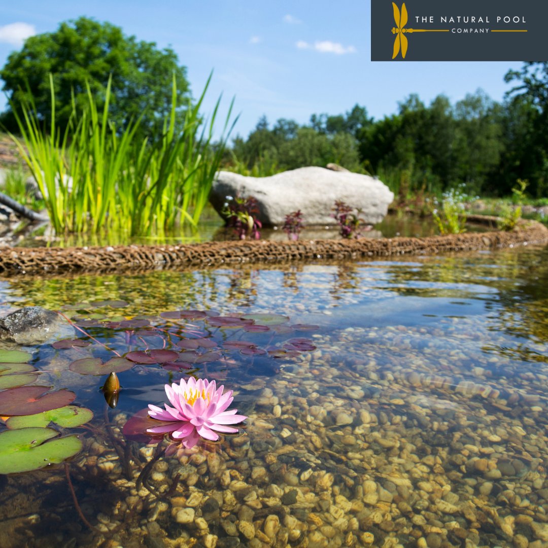 When swimming in a #naturalswimmingpond, you honestly won’t be able to tell if you’re swimming in a pool or a #beautifulpond made by #mothernature herself. 

If you are interested in this pool, curious how they work or would like further information we are happy to talk to you.