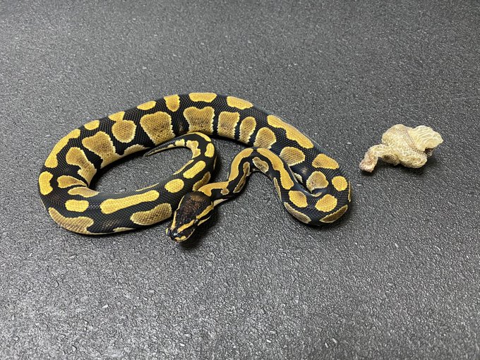 𝐊𝐑𝐁 さん がハッシュタグ ボールパイソン をつけたツイート一覧 1 Whotwi グラフィカルtwitter分析