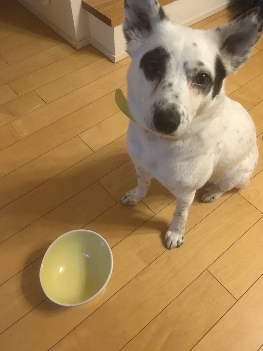 おとめ みずたま雑種犬 今日はカリカリフードだけで完食しました おとめは 普段トッピング無しでご飯を食べません 雑種犬 犬のいる暮らし 犬のいる生活 犬のいる幸せ 犬好き 完食 おとめ みずたま雑種犬 今日はカリカリフードだけで完食しました おとめは 普段トッピング無しでご飯を食べません 雑種犬 犬のいる暮らし 犬のいる生活 犬のいる幸せ 犬好き 完食