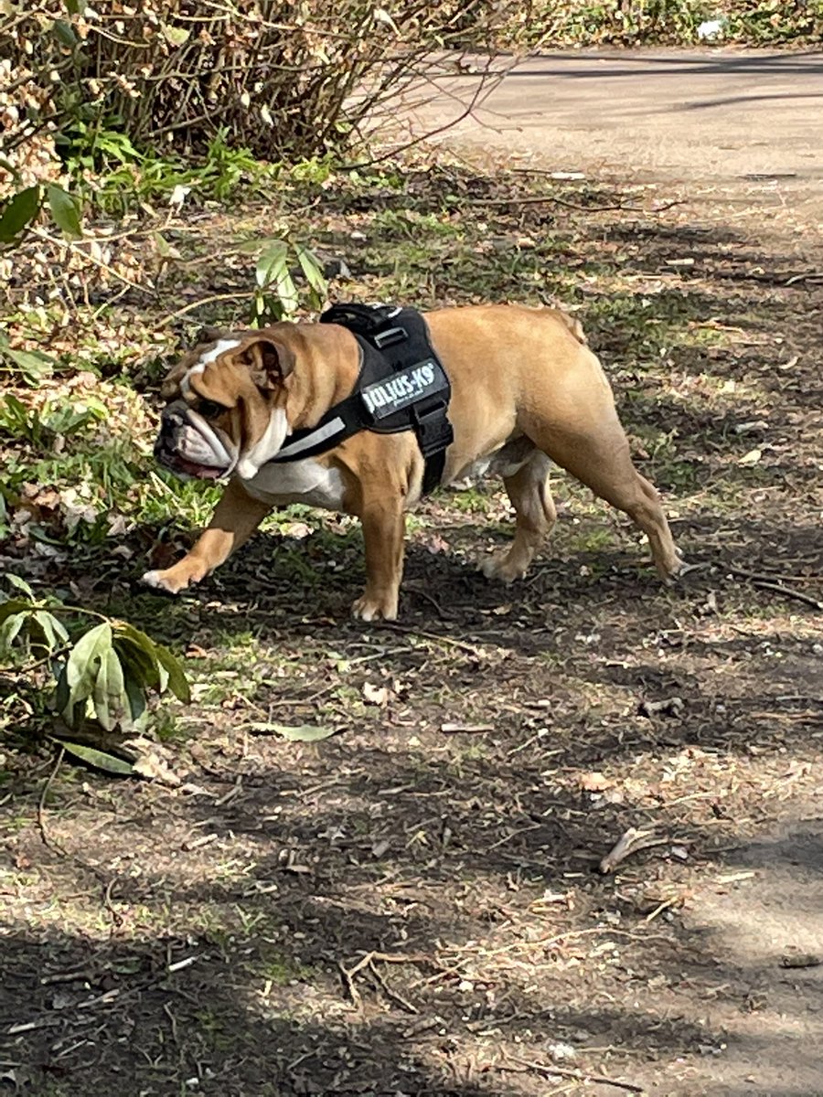 samantha (@sambapril) on Twitter photo What a day for a walk in the park with two of my favs 💙💙🐶 <a href="/ElloElloEllo13/">David Elliot</a> #sunnydays #parklife2021 #thankful #freshair What a day for a walk in the park with two of my favs 💙💙🐶 <a href="/ElloElloEllo13/">David Elliot</a> #sunnydays #parklife2021 #thankful #freshair