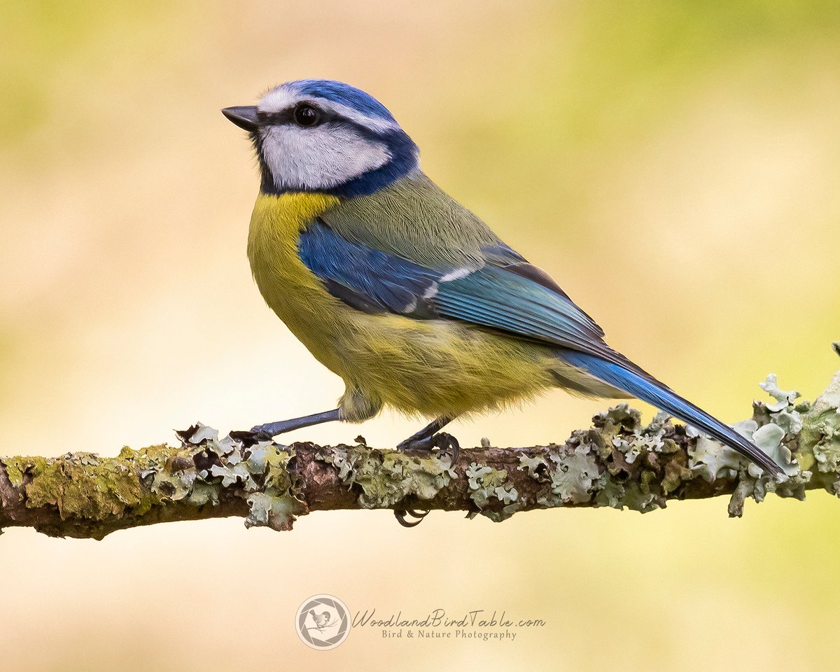 #BlueTit for a change #BBCWildlifePOTD #Nature #BirdPhotography #Birds #WildlifePhotography @NatureUK @WildlifeMag @iNatureUK @Wildlife_UK @BirdWatchingMag @Britnatureguide @BBCCountryfile woodlandbirdtable.com instagram/woodland_bird_table