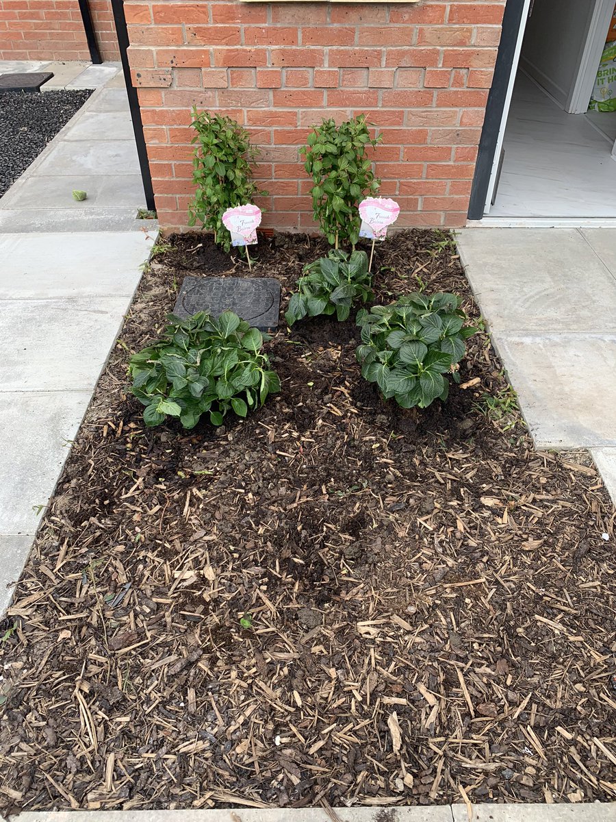 Lovely weather, lovely hydrangea planted. 😍😍😍#hydrangea #flowers #gardening