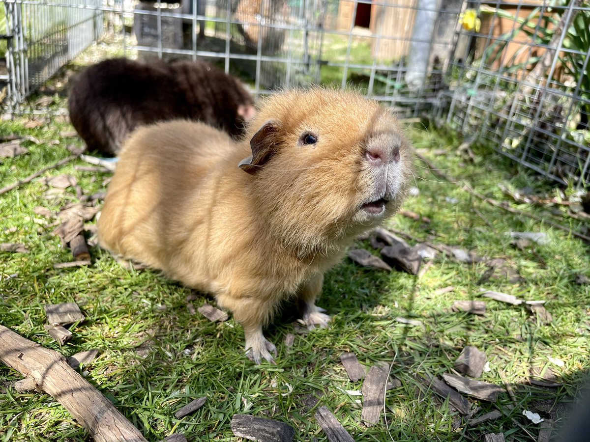 Me having a sniff #guineapig #guineapigsoftwitter