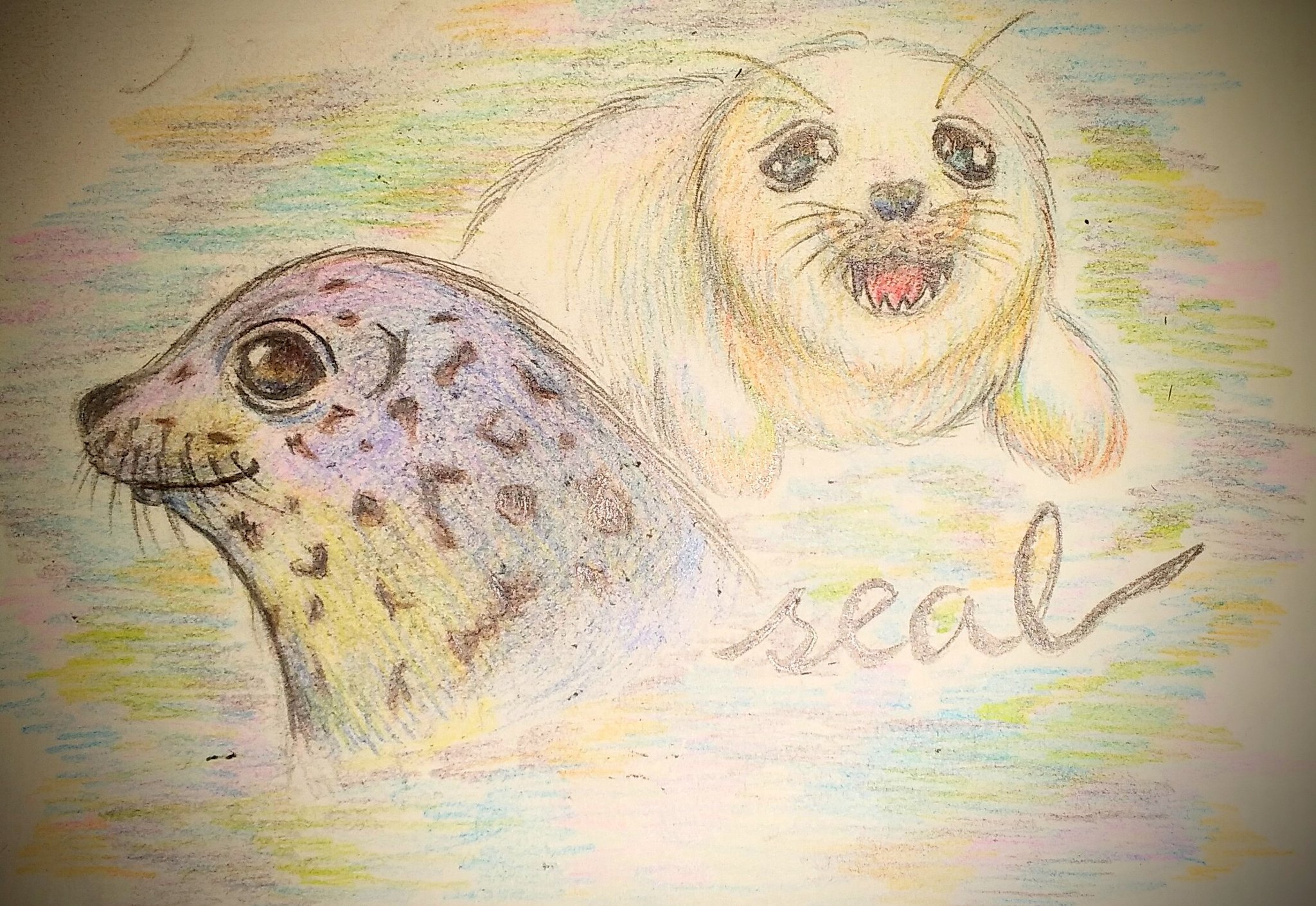 Yutapump 色鉛筆でアザラシ描きました W なんか 先に骨を描いてみることにハマってるんすよねぇ 色鉛筆 色鉛筆イラスト イラスト好きな人と繋がりたい イラスト好きと繋がりたい ゴマフアザラシ アザラシ 骨 Seal T Co