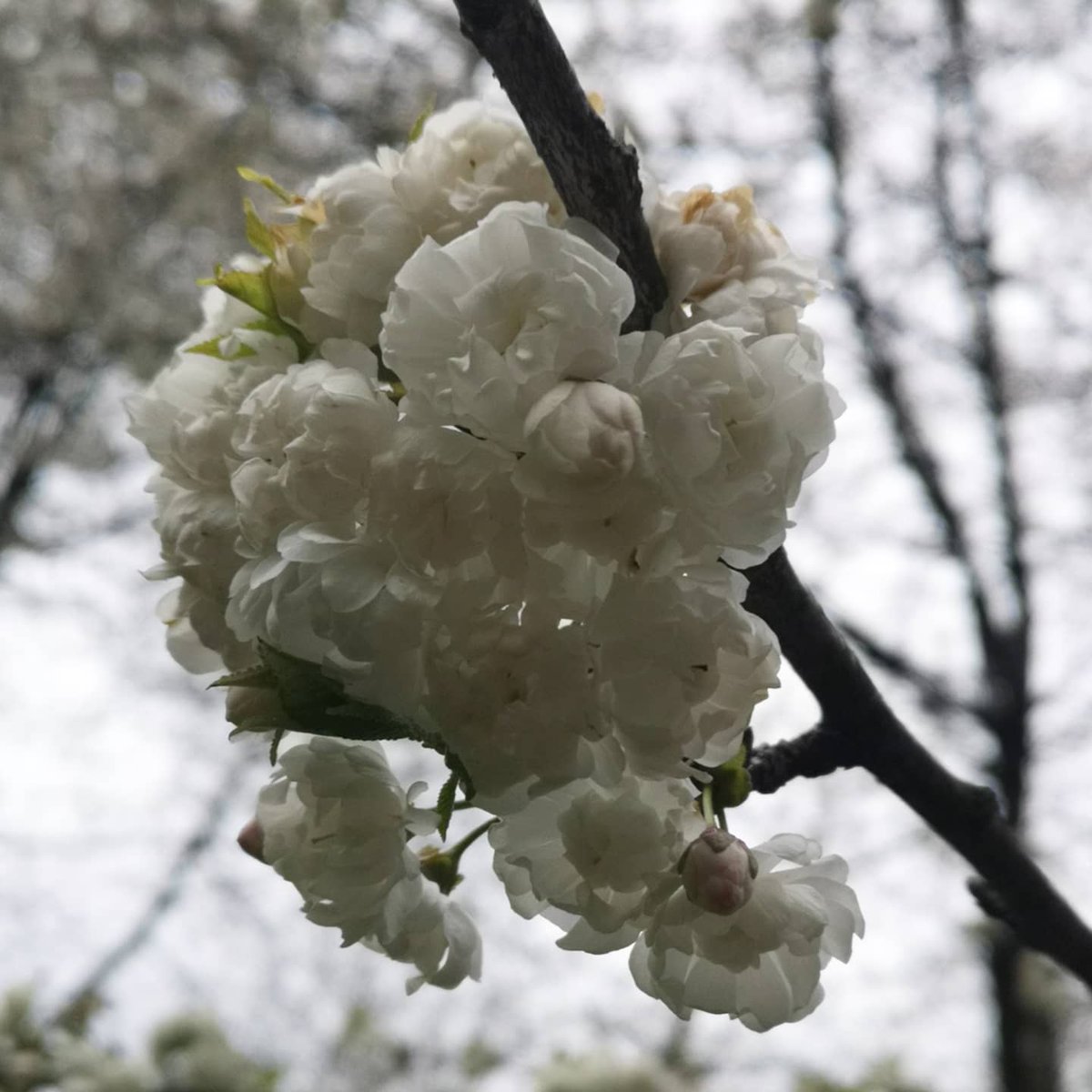 Les superbes #cerisierenfleurs du domaine de #Sceaux.