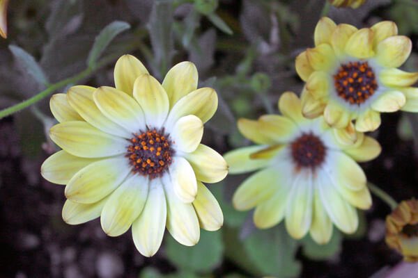 yumehamirumono's tweet image. っと、忘れた頃に今日のお花✿ᵕ̈*
￼
#ｵｽﾃｵｽﾍﾟﾙﾏﾑ
#心も体も健康
#今年は黄砂に負けず俺の肺は頑張ってます🙃