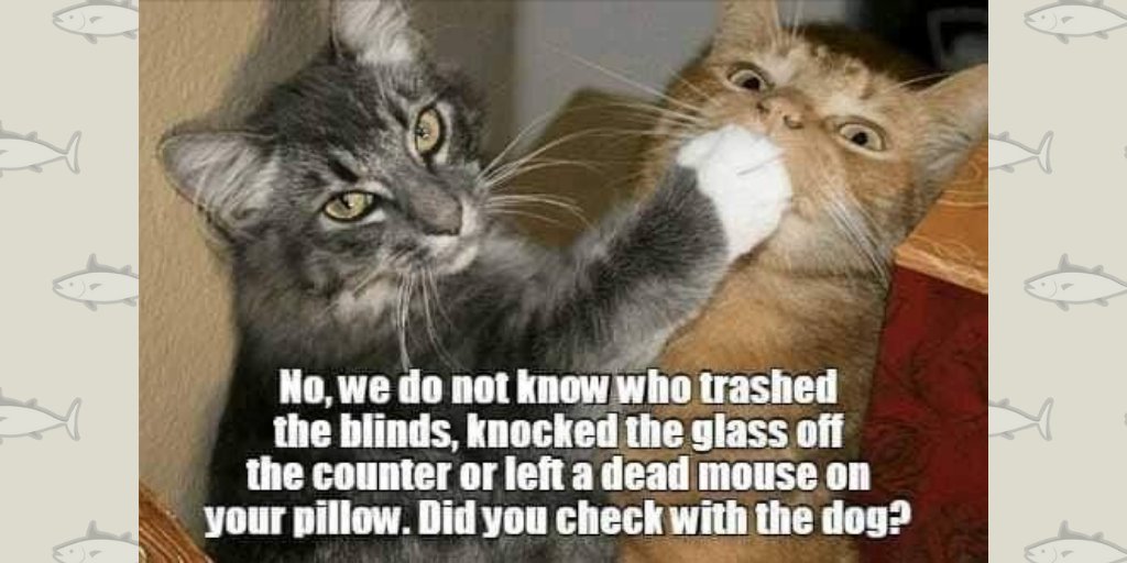 Happy Caturday from #SammysHopeLove!! Check out our website to see adoptable pups &amp; kitties who need a loving home, then email us at info@sammyshope.org to schedule a meet &amp; greet! sammyshope.org/adoptcats or sammyshope.org/adoptdogs
.
.
.
#SayrevilleNJ #AdoptDontShop