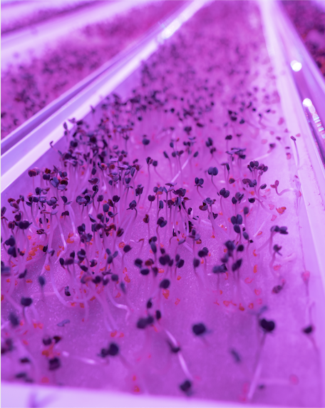 Infinite Harvest tweet media