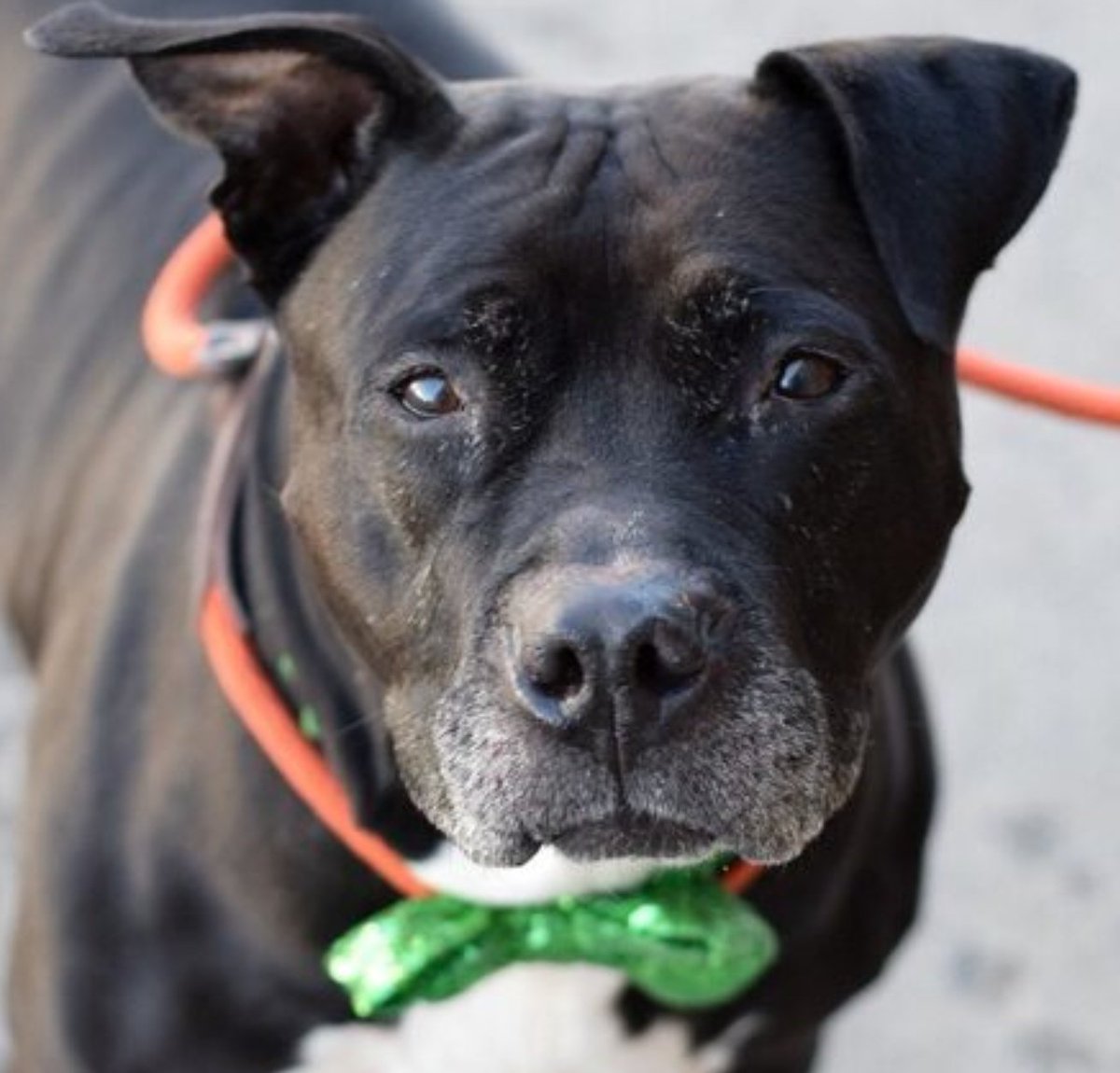 🆘️TO DIE TUE 20 APR #NYCACC 
ONYX 8yr #113154 A shy, family loving senior happy with nice walks mixed with ball games. Played w dogs, given up for 'no pet' housing. Seeks foster/13+home in NEast via Rescue to give Onyx a soft landing, help him w new intros. LINKS⬇️PLS #PLEDGE🙏🏼