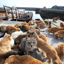 リコカツ 1話 最新情報まとめ みんなの評価 レビューが見れる ナウティスモーション 18ページ目