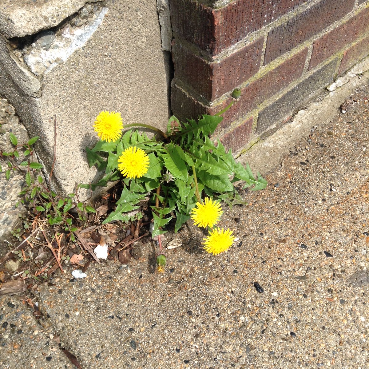 @TheLiberalPoet @TG22110 @Just_1MoreThing Dandelion bright
against the concrete grayness -
hue of living hope.

#haikuchallenge 
#NationalPoetryMonth 
#InternationalHaikuDay