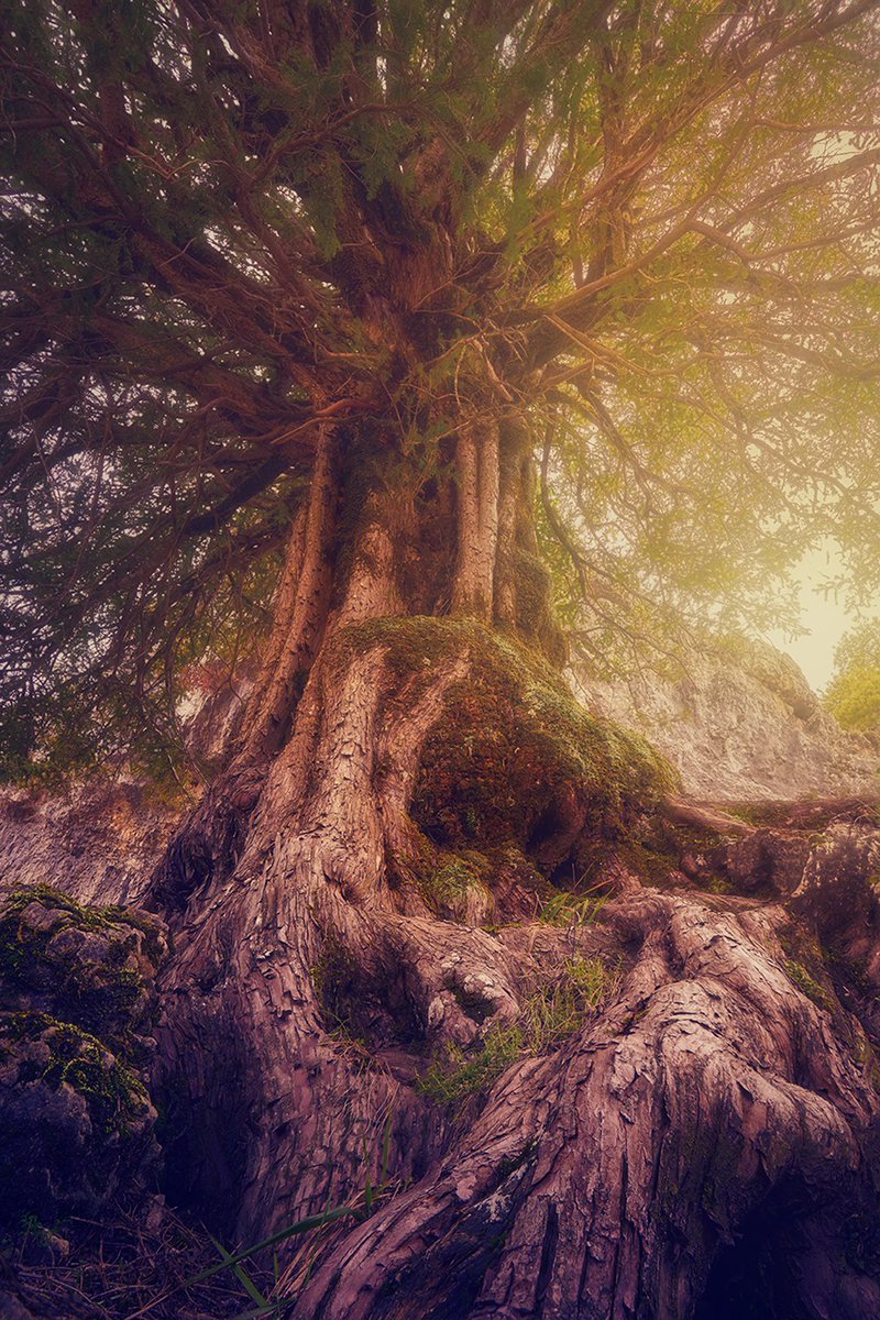 Fue una suerte descubrir este ejemplar de tejo 🌲 en una de mis rutas por el Calar del Mundo ⛰️. Y pensar que duran fácil más de 1.000 años...😍
<a href="/turismoclm/">Turismo CLM</a> 
<a href="/TurismoYeste/">Turismo Yeste</a> 
<a href="/SierraSeguraTur/">Sierra del Segura</a>