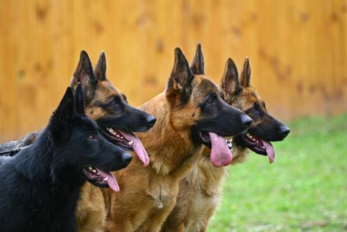 Banditry: Katsina Deploys Dogs To Secure Boarding Schools | Sahara Reporters Apart from deploying five security guards, a perimeter fence was erected with a security watchtower in the boarding schools. READ MORE: bit.ly/3ts2BVP