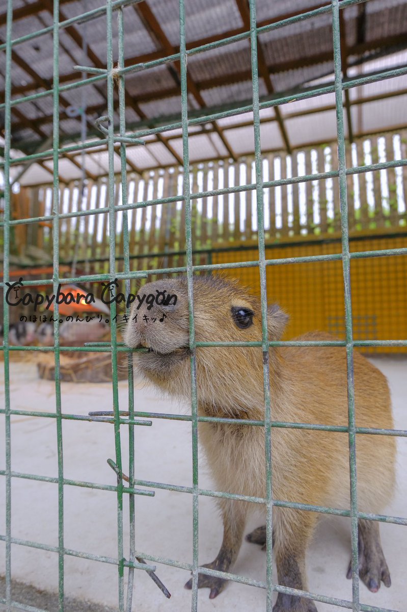 イキイキッ 活発 カピバラカピゴン松島 香川県 しろとり動物園 Shirotorizoo 仔カピバラの バジル ちゃん撮影会でした 初めまして の数枚目でこの近さ この仔は稀に見る人懐っこさですね しろとり動物園 カピバラ
