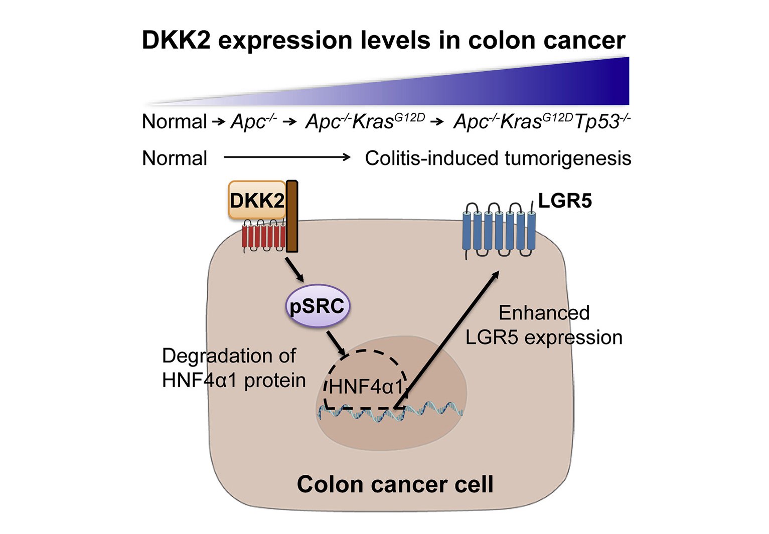 Cancer Stem Cell News A Team Of Yalemed Researchers Led By Dr Alfred Bothwell Report That The Wnt Ligand Dickkopf 2 Dkk2 Is Essential For Developing Colorectal Cancer Stemness By