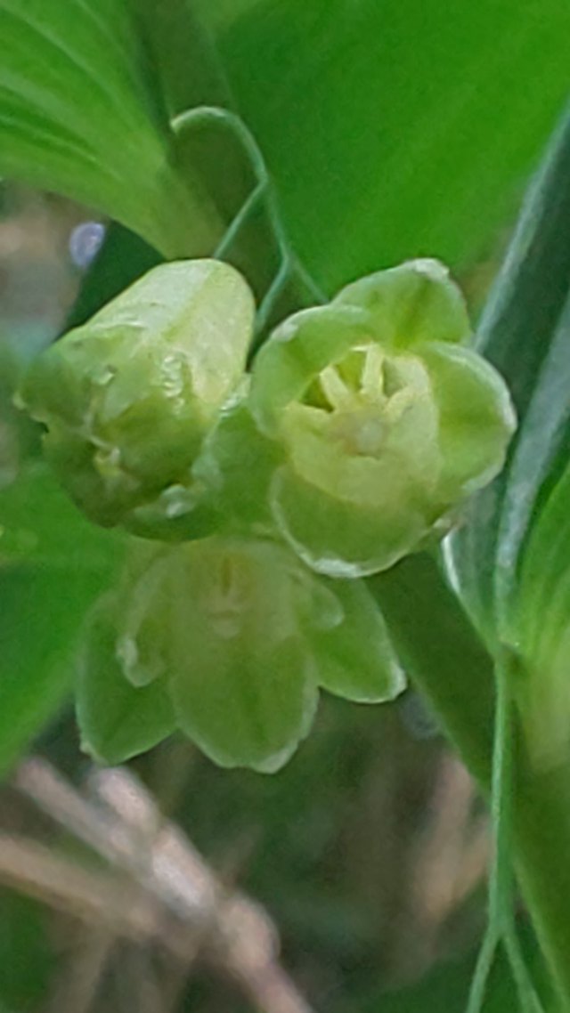 アマドコロの花 アマドコロの花